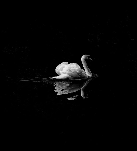 Ein schwimmender Schwan in schwarz-weiß.